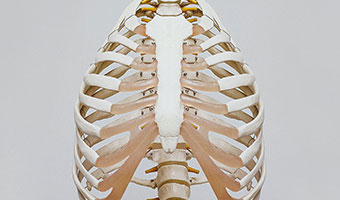 doctorpaya spinal cord